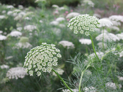 Ammi visnaga (SEED SACHET ONLY) The Rose Press Garden