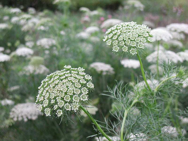 Ammi visnaga (SEED SACHET ONLY) The Rose Press Garden