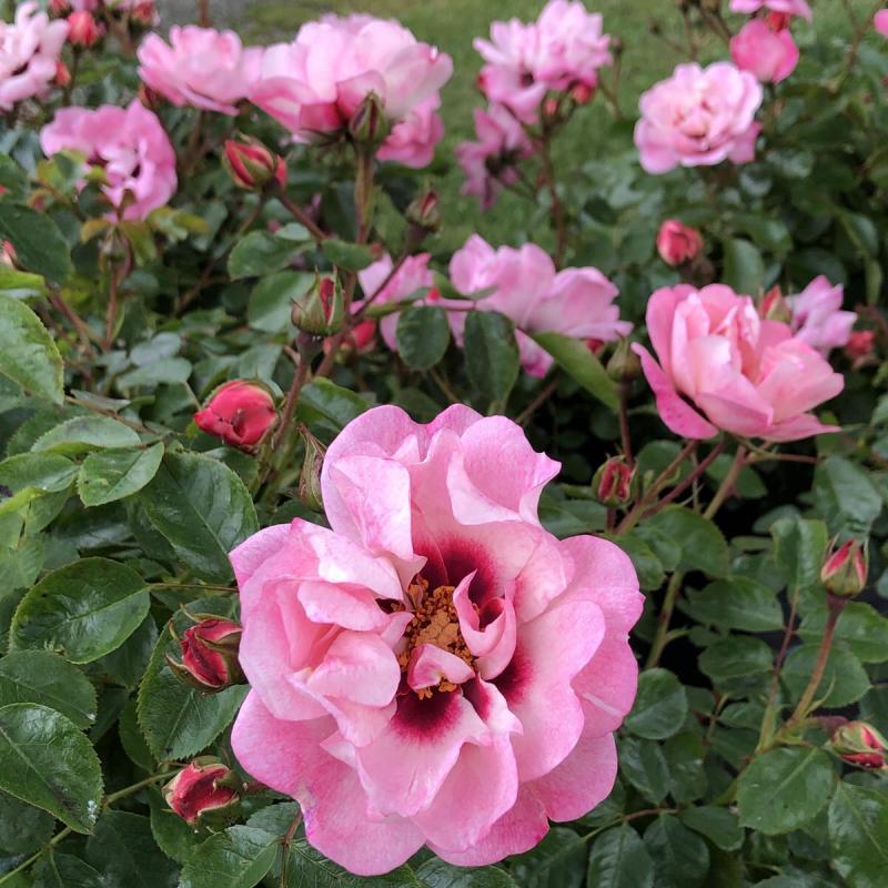 Angel Eyes (Premium Rose Bush x 1 Bare Root) *PREORDER*