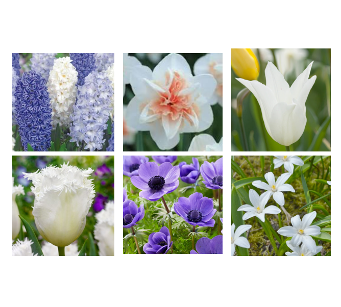 BLUE AND WHITE BULB MIX (6 Packs)