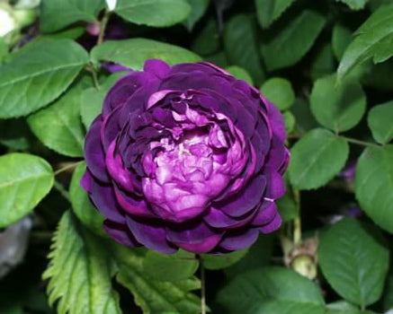 Cardinal De Richelieu (Traditional Rose Shrub x 1 Bare Root) *PREORDER*