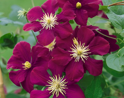 clematis_warsaw_nike_1827_430_340_1