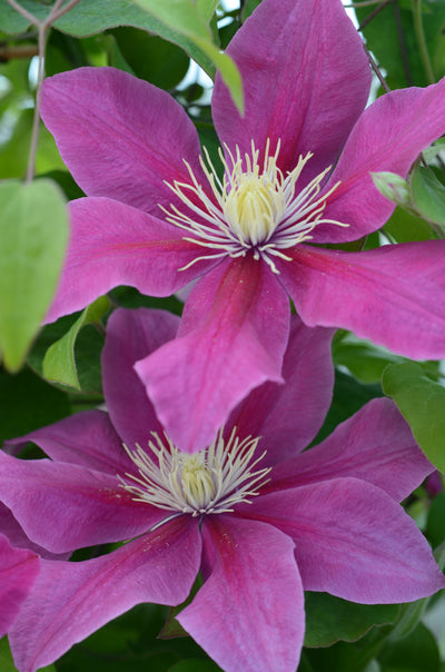 Clematis ‘Acropolis’ (Evipo078) – Magenta Star Clematis (3L Plant) The Rose Press Garden