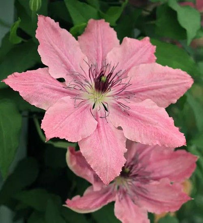 Clematis 'Sarah Elizabeth' (1 x 3L Pot)