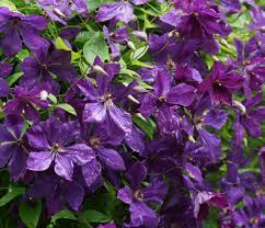 Clematis &