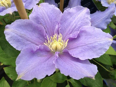 Clematis 'Zara' (1 x 3L Pot)