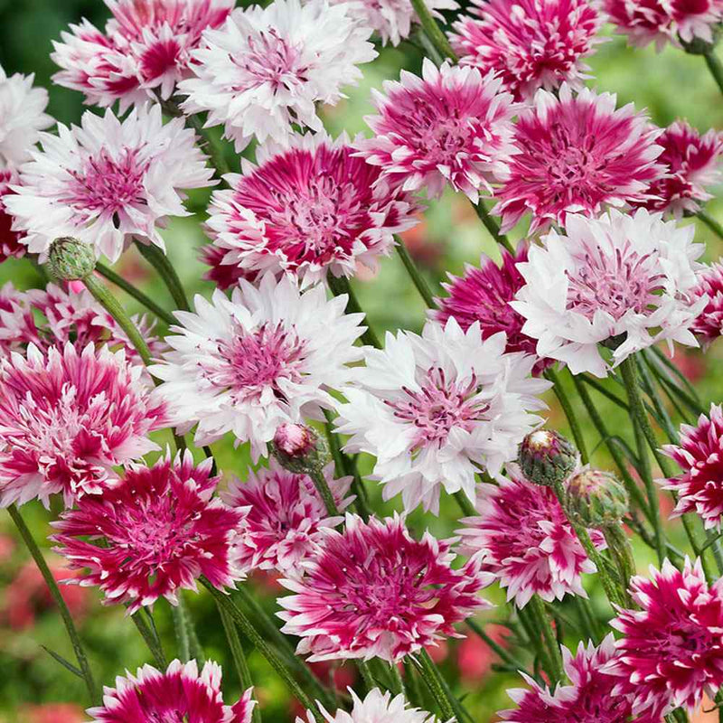 Cornflower romantic mix (SEED SALE - OLD PACKAGING) (22)
