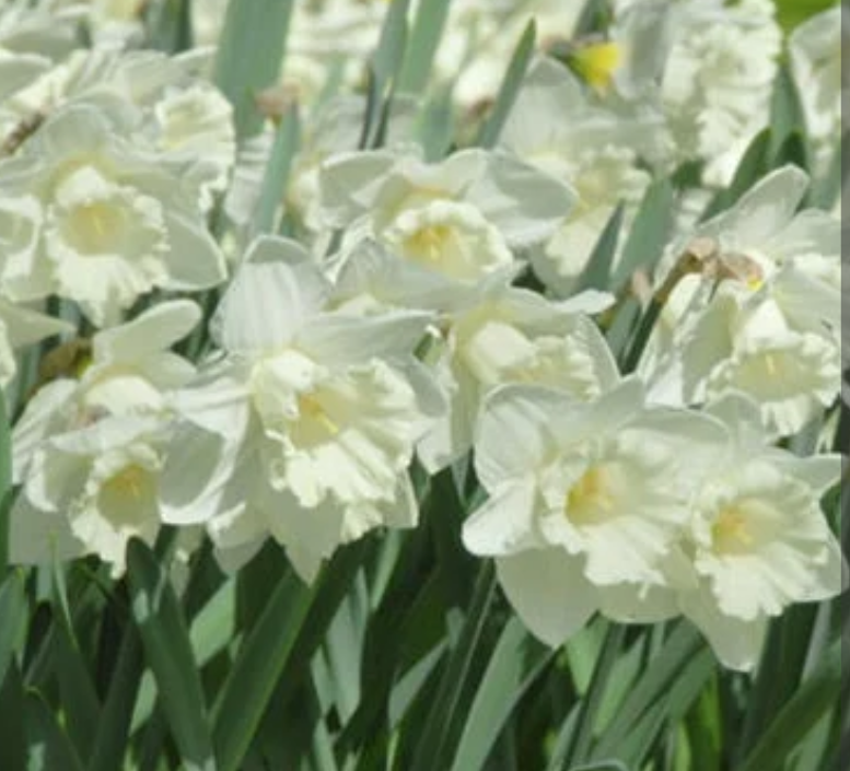 Daffodil &