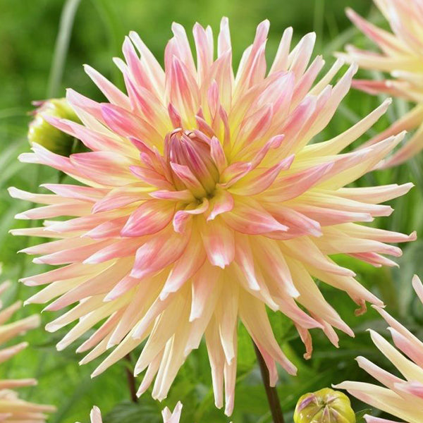 Dahlia &