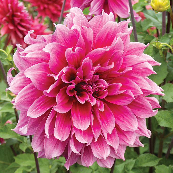 Dahlia &