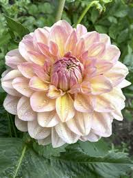 Dahlia &
