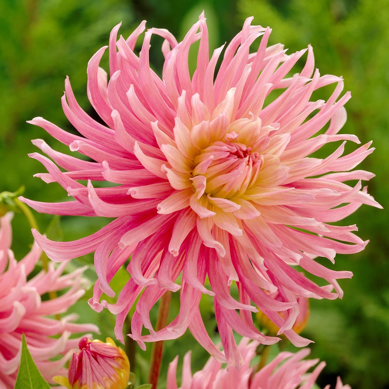Dahlia &