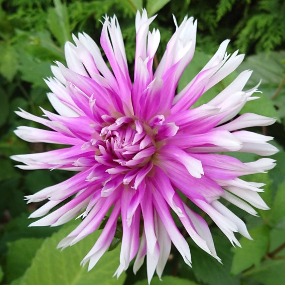 Dahlia &