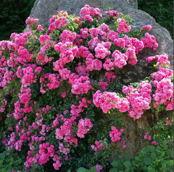 Rose Flower Carpet Pink 4L Pot