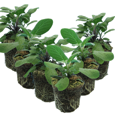 Sage Growers Friend The Rose Press Garden