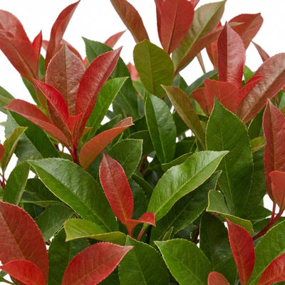 Photinia 'Magical Volcano' Evergreen Garden Plant