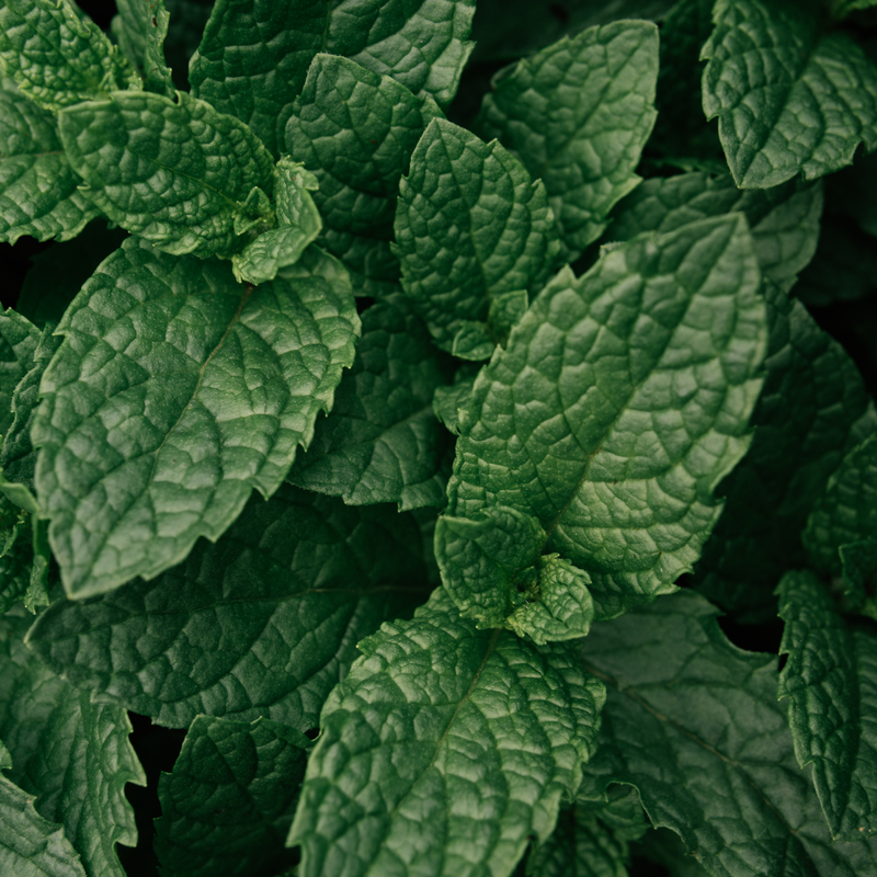 Peppermint Verdant Living