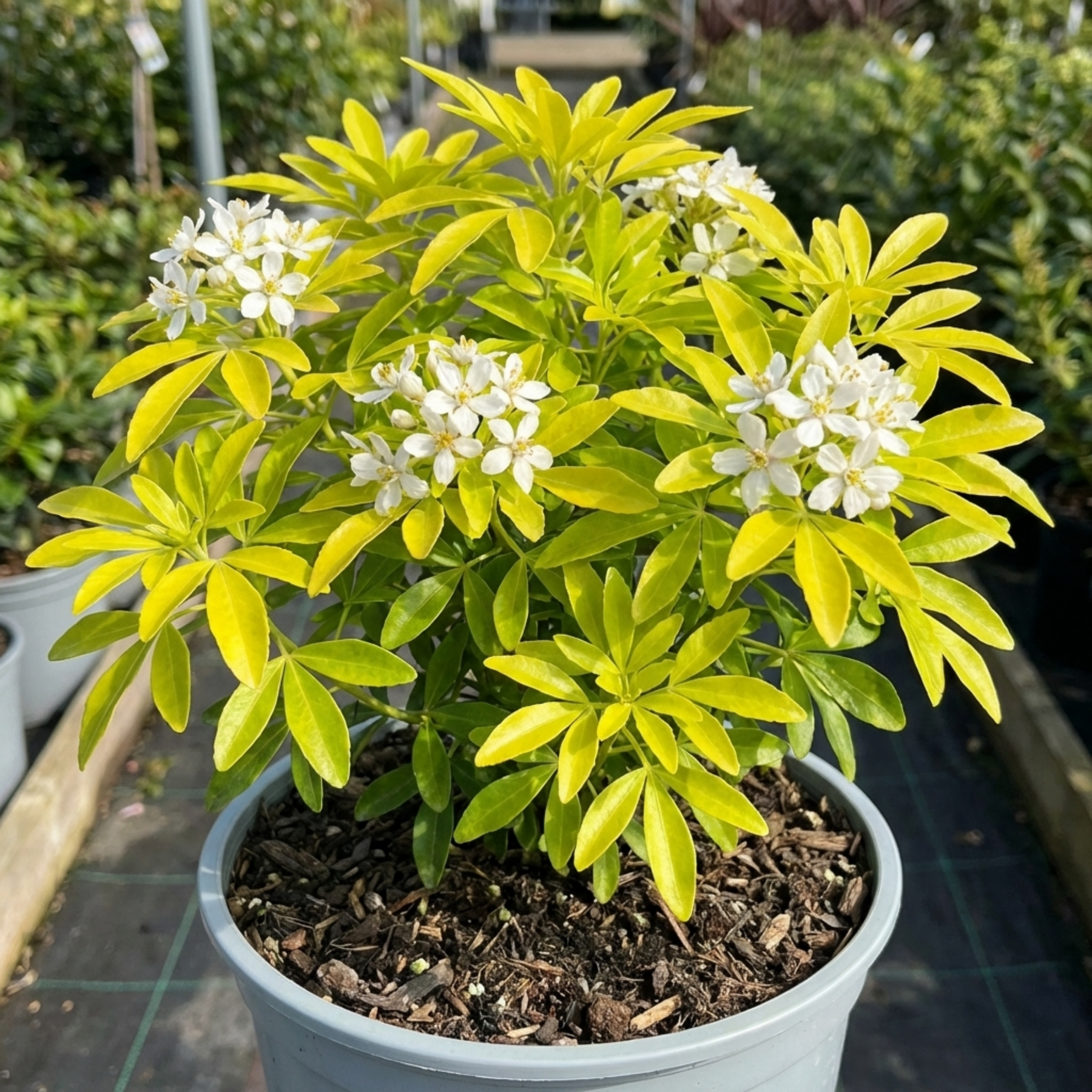 Golden Graden Choisya Aztec Gold (Mexican Orange Blossom) - The Rose Press Graden ...