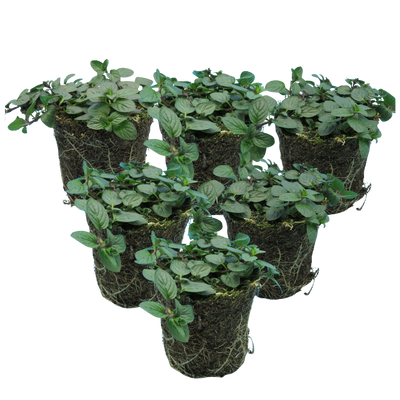 Peppermint Verdant Living