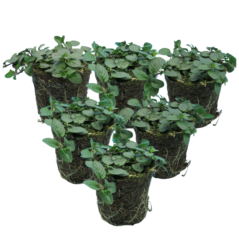 Peppermint Verdant Living