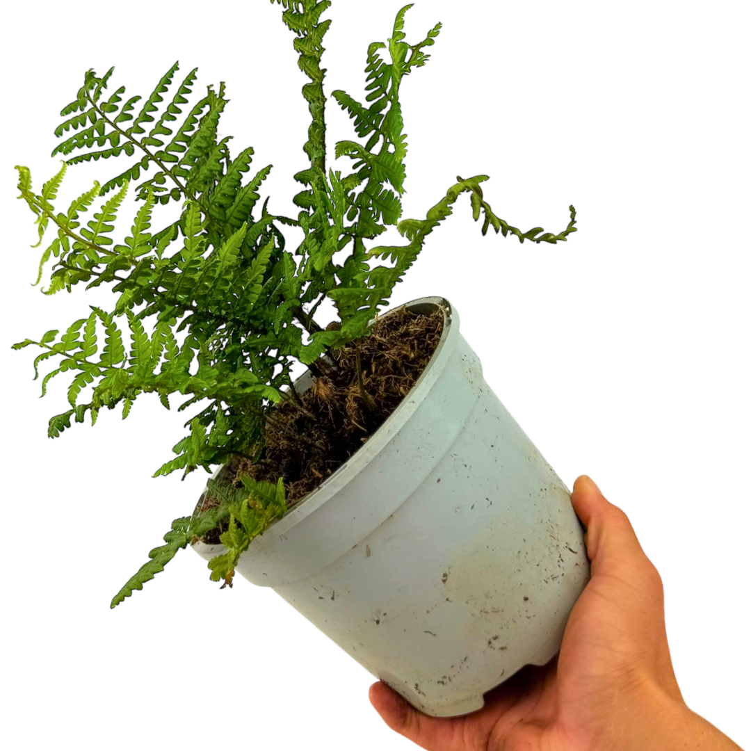 Alpine Fern Alpine Wood Fern 'Jurassic Gold' | Architectural Golden Shade Fern ...
