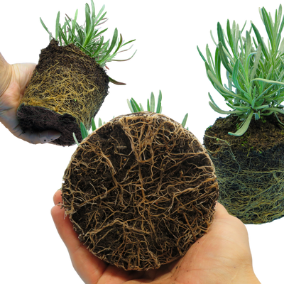 Lavander The Rose Press Garden