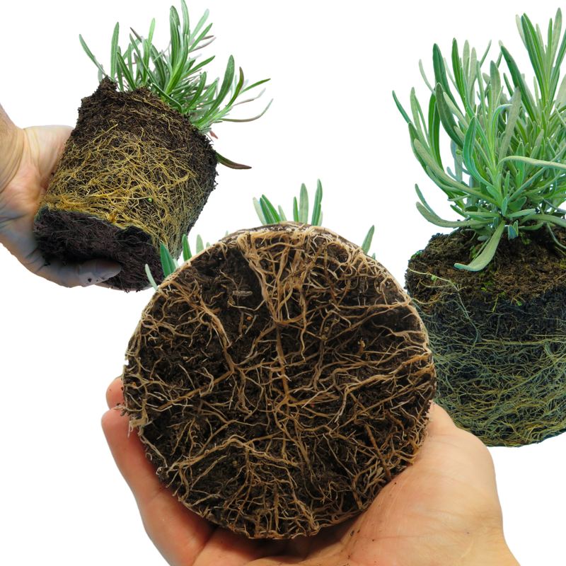 Lavander The Rose Press Garden