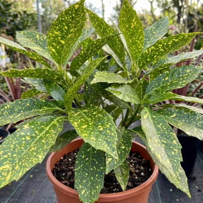 spotted laurel house plant Aucuba Crotonifolia Spotted Laurel