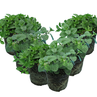Oregano Growers Mix The Rose Press Garden