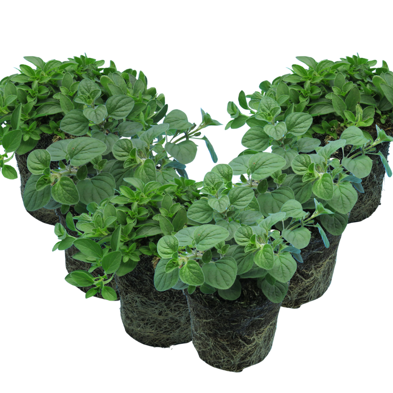 Oregano Growers Mix The Rose Press Garden