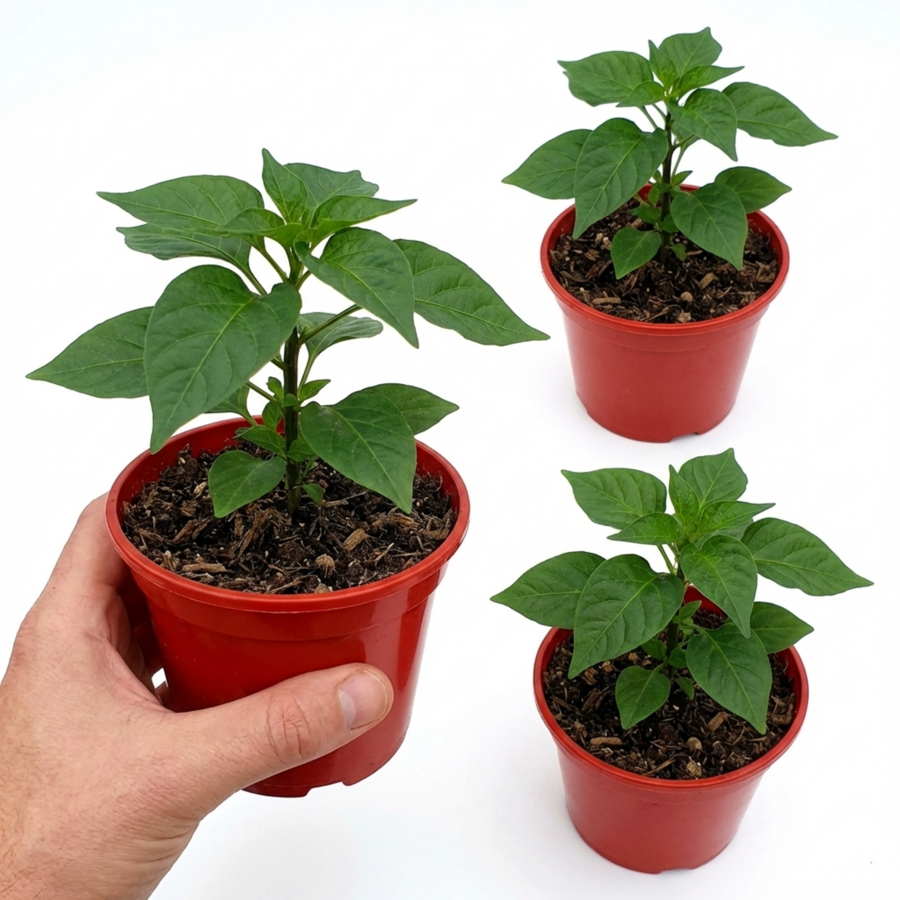 Set of 3 or 6 Large Chilli Pepper Plants - Habanero Chocolate, Ready t ...
