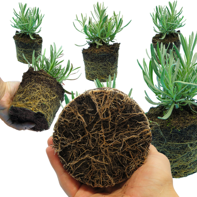 Lavander The Rose Press Garden