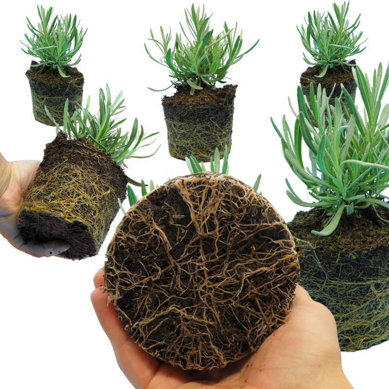 Lavander The Rose Press Garden