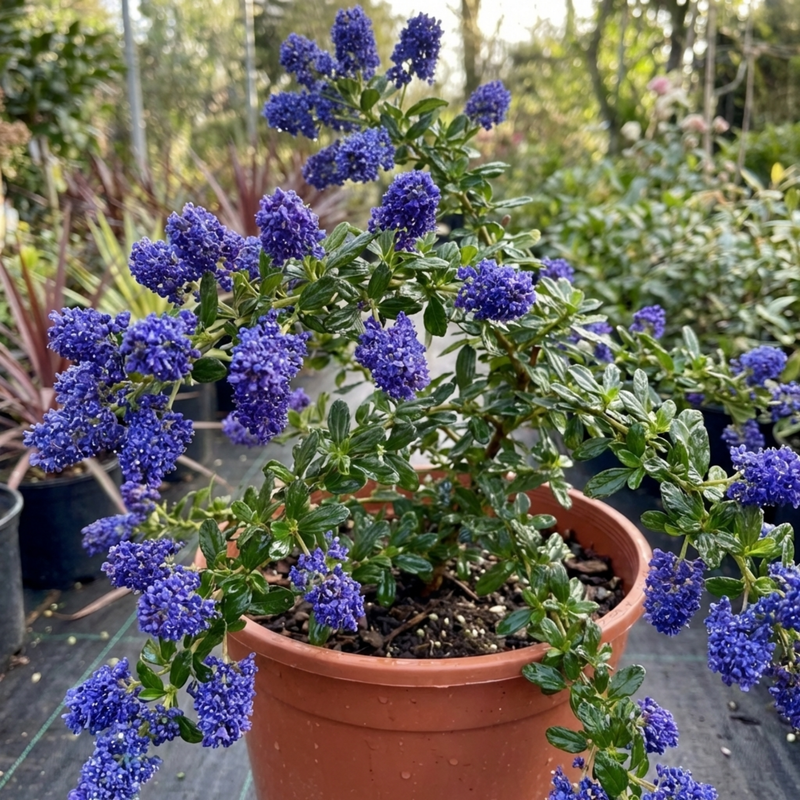 can you plant ceanothus in a pot Ceanothus Concha (California Lilac) - 3L Pot