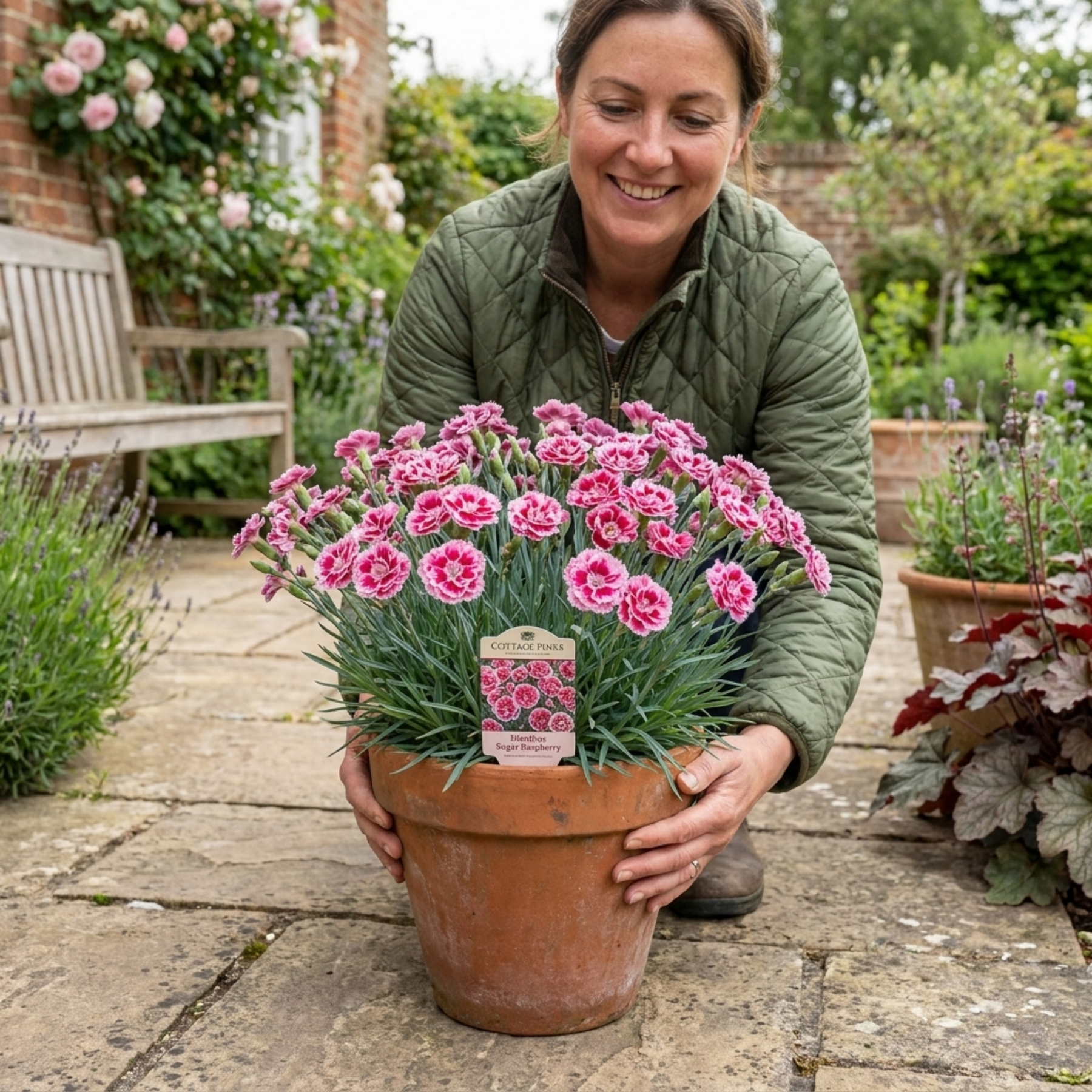1 Cottage Pinks Dianthus Sugar Raspberry Plant, Hardy Summer Flowering ...
