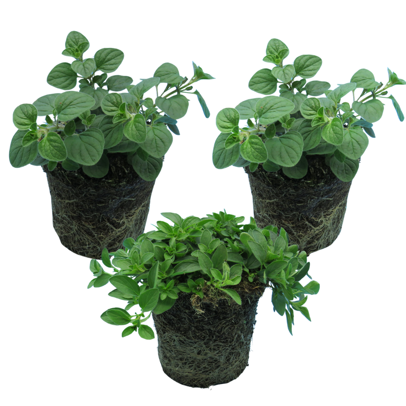 Oregano Growers Mix The Rose Press Garden