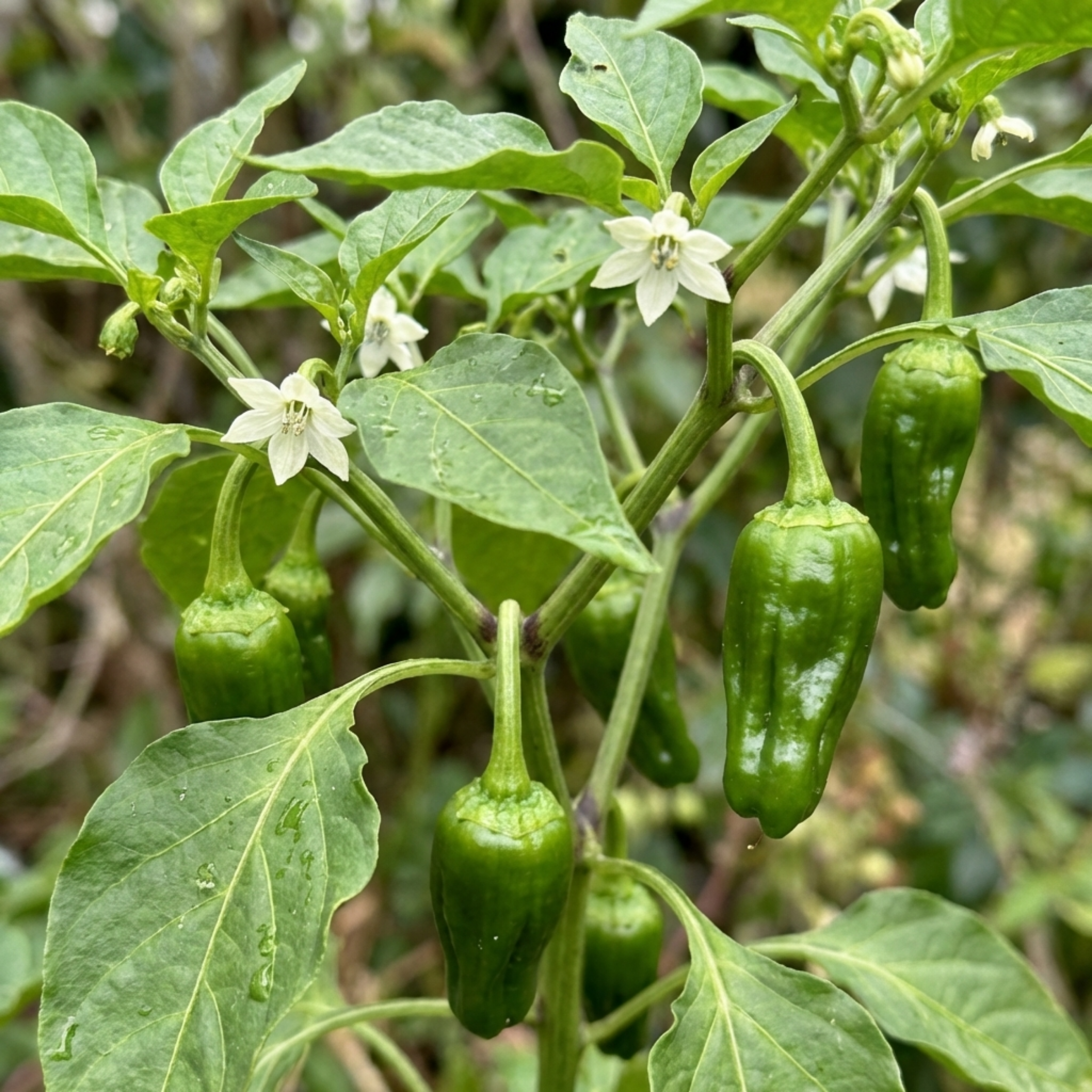 Set of 3 or 6 Large Chilli Pepper Plants - Padron Variety, Ready to Pl ...