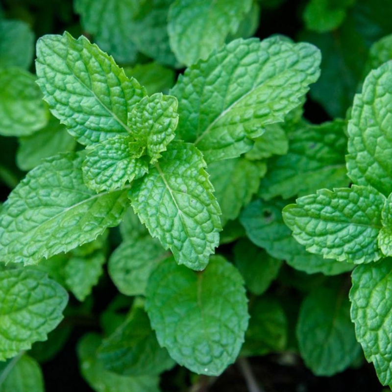 Peppermint Verdant Living