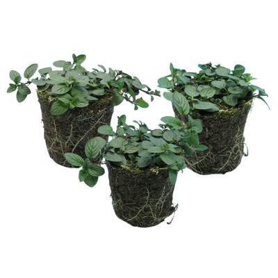 Peppermint Verdant Living