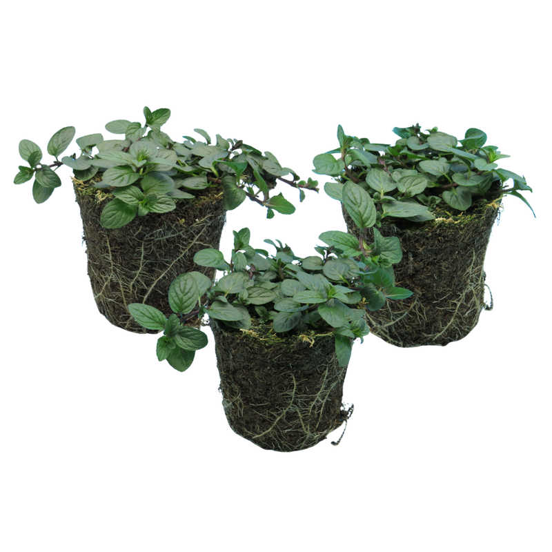 Peppermint Verdant Living