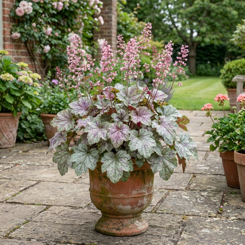 Heuchera Pink Fizz - 2L Pot | The Rose Press Garden