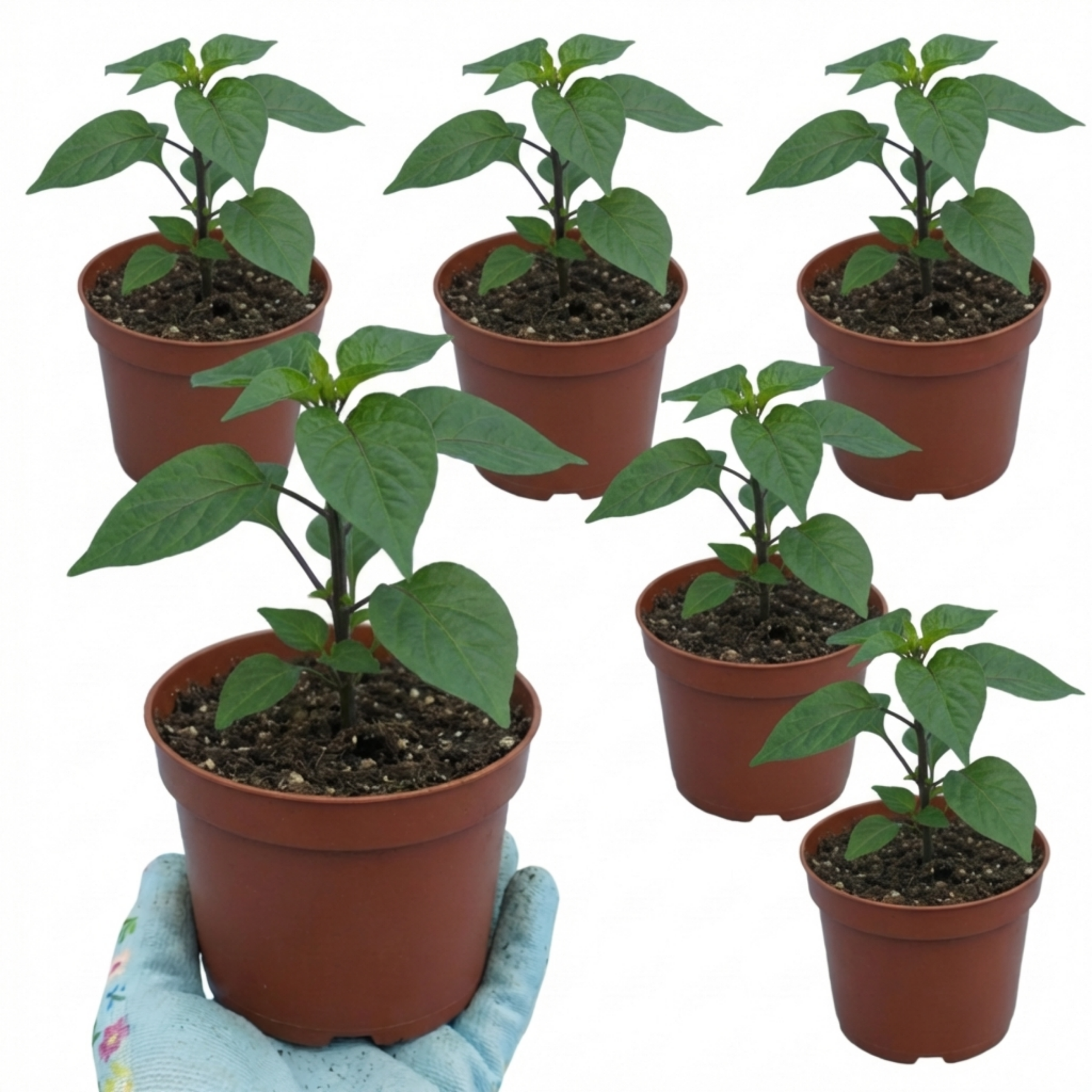 Set of 3 or 6 Large Chilli Pepper Plants - Habanero Chocolate, Ready t ...