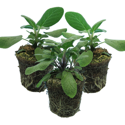 Sage Growers Friend The Rose Press Garden