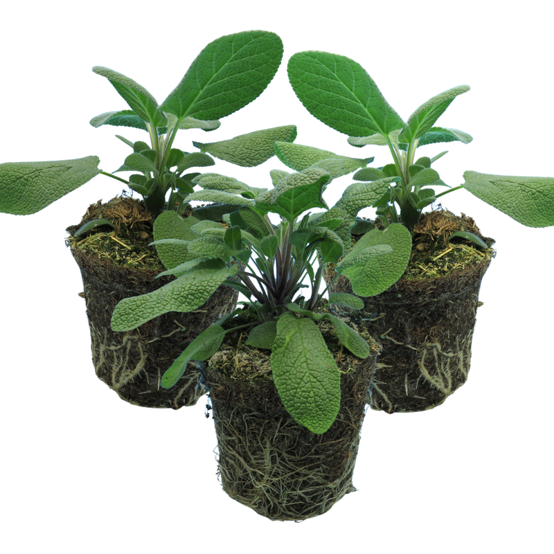 Sage Growers Friend The Rose Press Garden