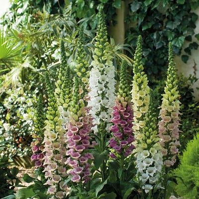 Foxglove &