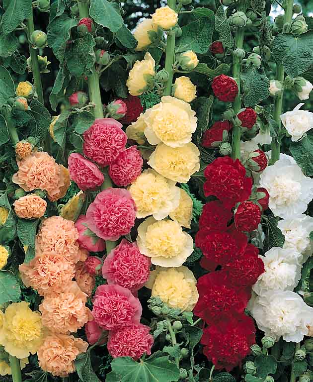 Hollyhock Chater&