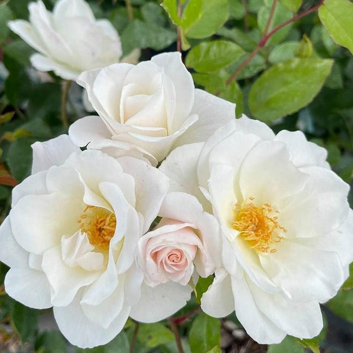 Iceberg (Traditional Rose Bush x 1 Bare Root) *PREORDER*