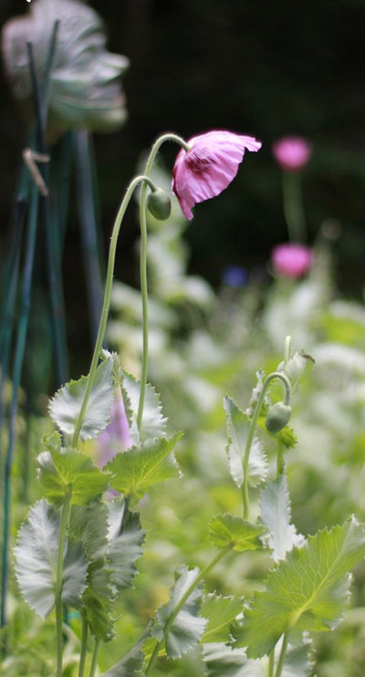 Poppy ‘Hungarian Blue’ Seeds (Old Packaging)