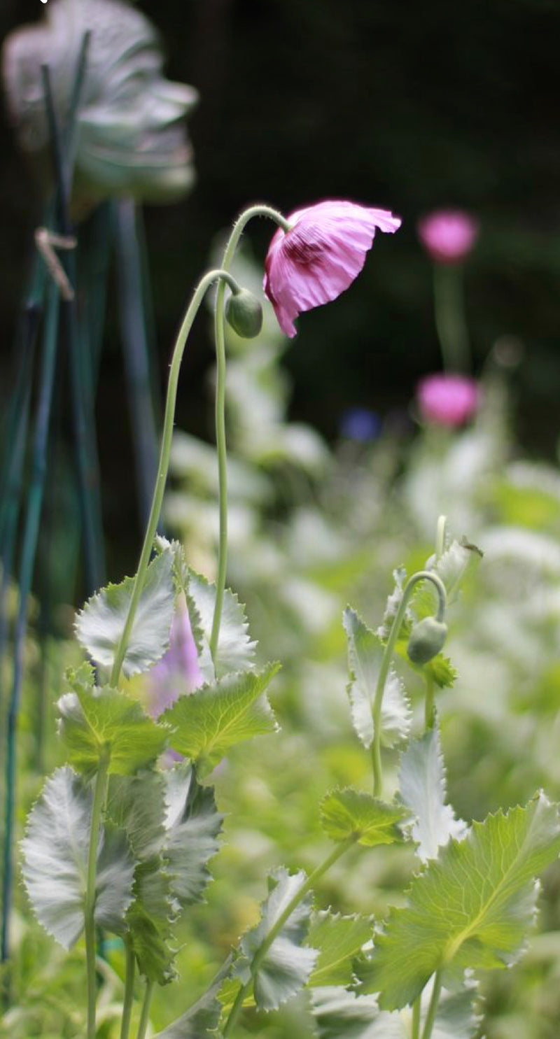 Poppy ‘Hungarian Blue’ Seeds (Old Packaging)