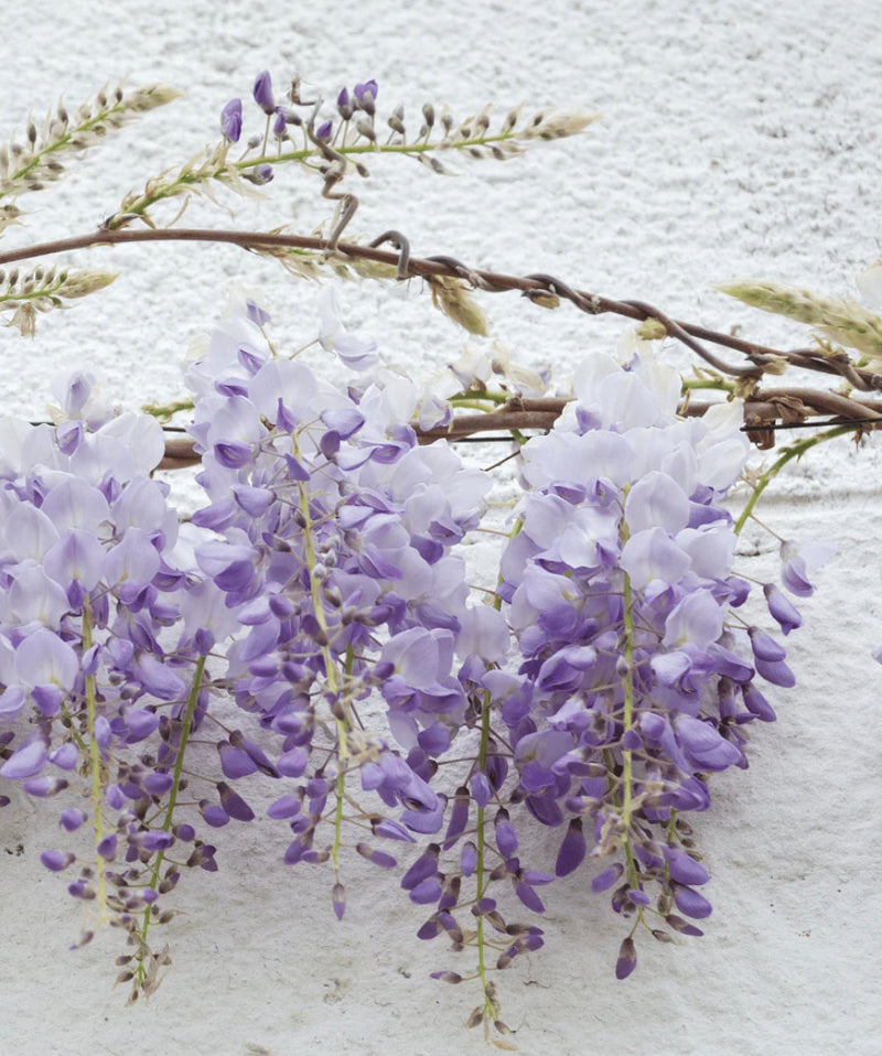 Wisteria &